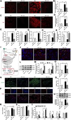 Enhancing Fatty Acids Oxidation via L-Carnitine Attenuates Obesity-Related Atrial Fibrillation and Structural Remodeling by Activating AMPK Signaling and Alleviating Cardiac Lipotoxicity